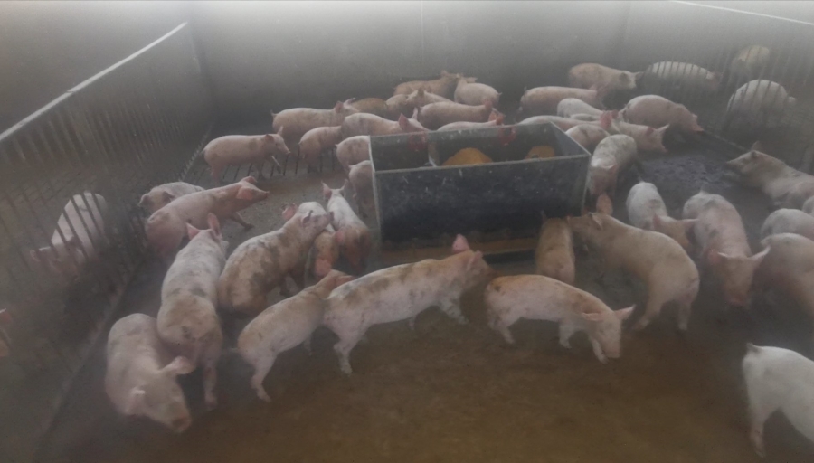 Commercial Property for Sale in Dealesville Free State